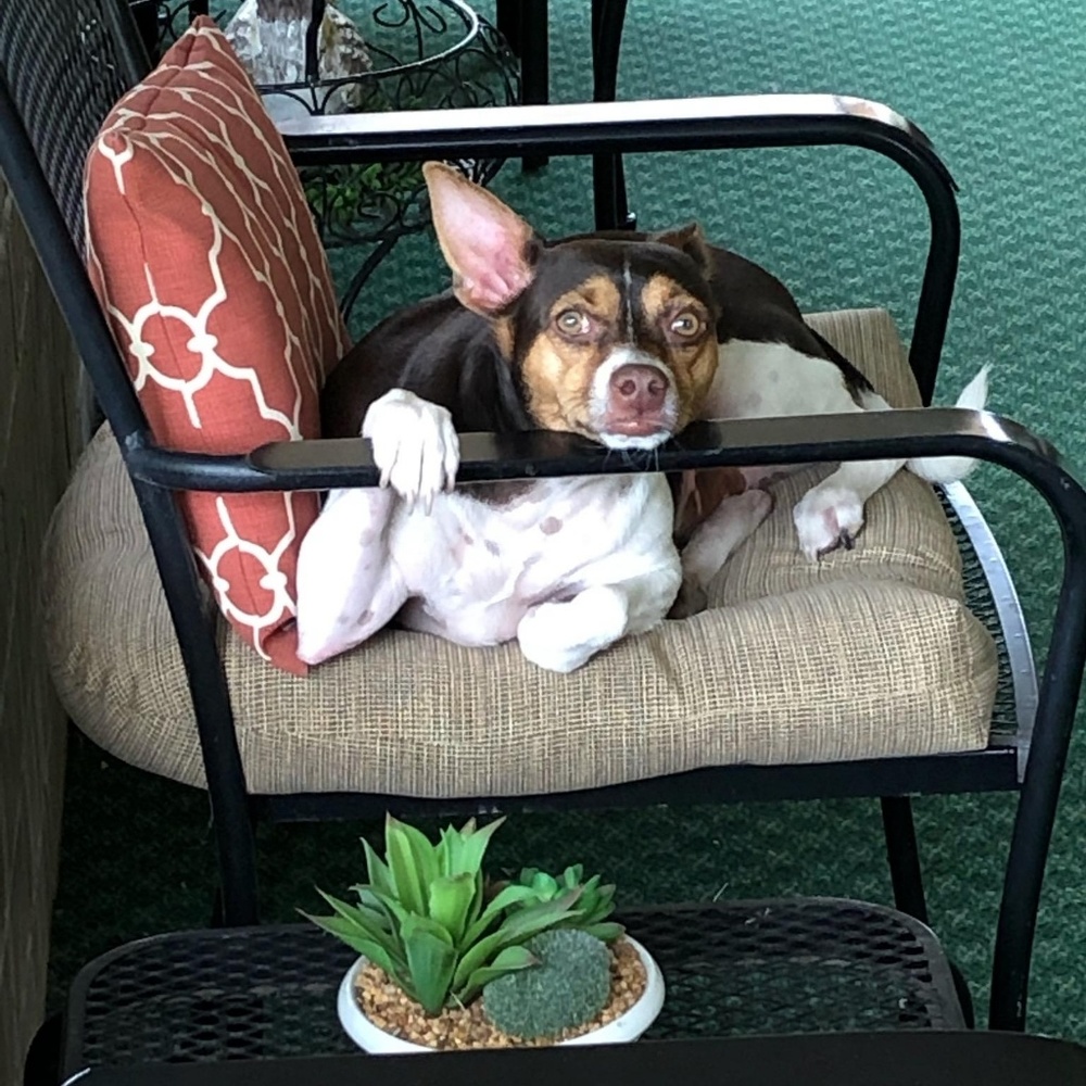 Meet your Posher, Hannah